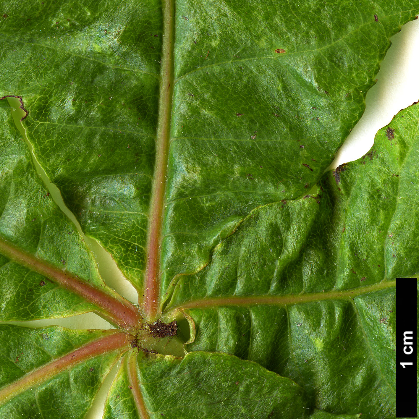 High resolution image: Family: Sapindaceae - Genus: Aesculus - Taxon: ×carnea (A.hippocastanum × A.pavia)